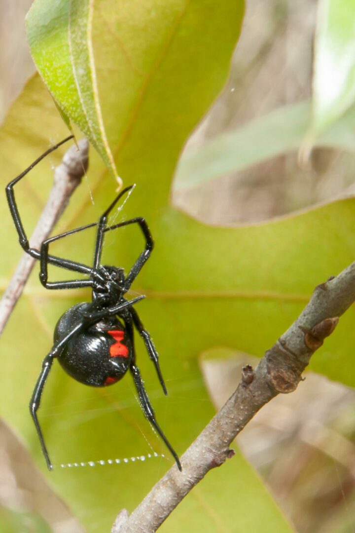 Mordidas de araña